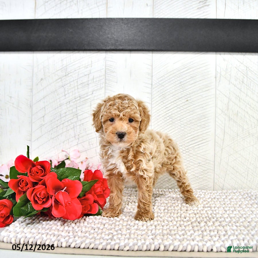 Miniature Poodle dogs Robert - Ad 2