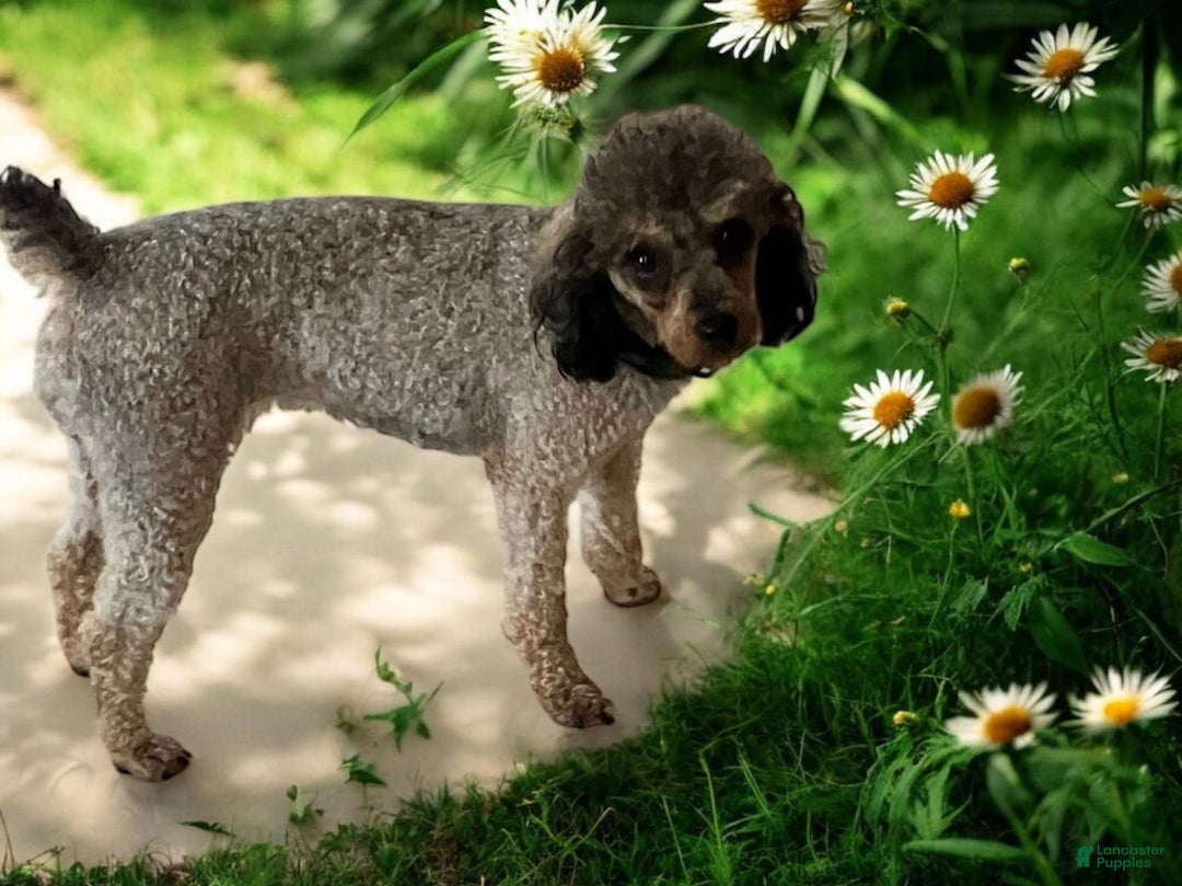 Toy Poodle dogs for sale: Denim  - Ad 6
