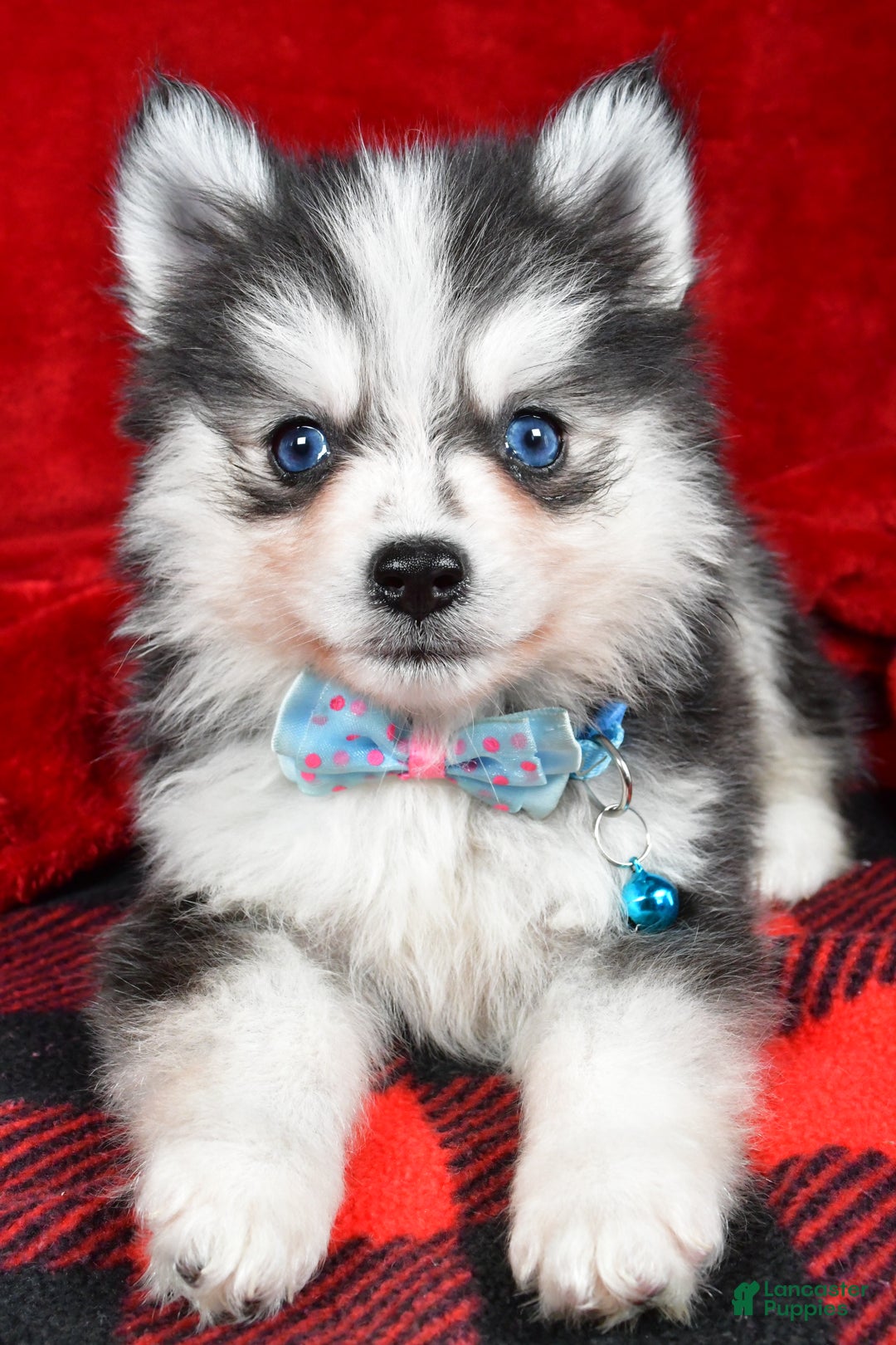 Pomsky dogs for sale: Ved - Ad 3