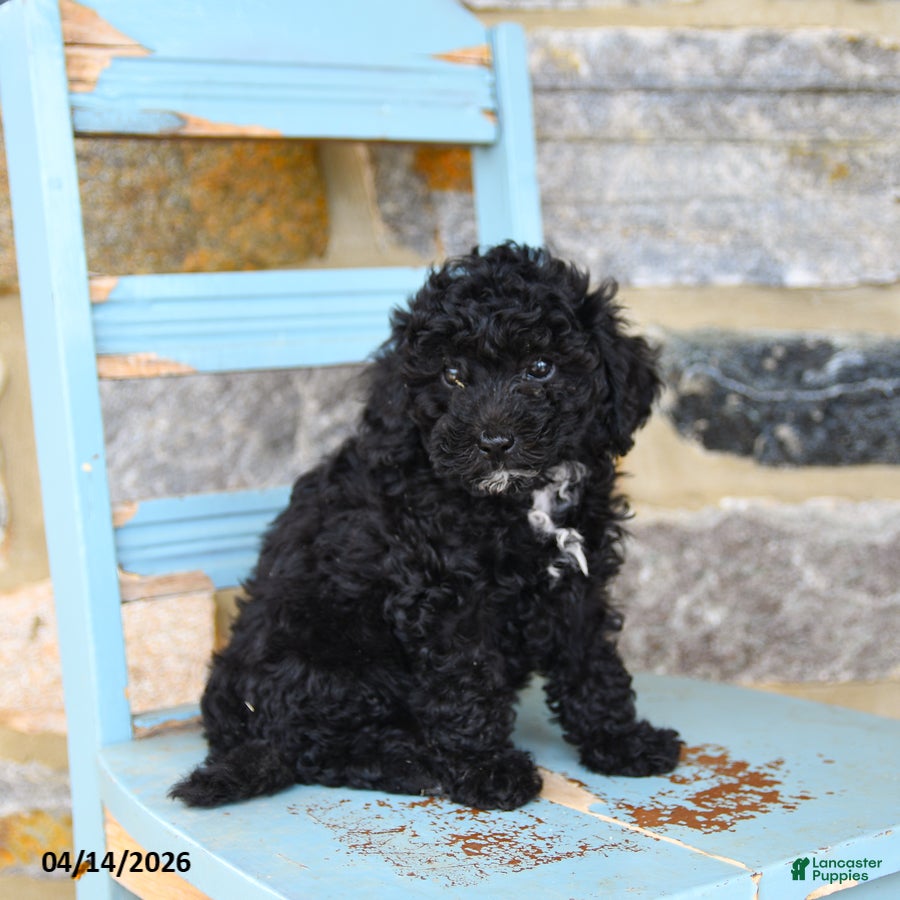 Mixed Breed dogs Buster - Ad 1