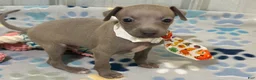 Italian Greyhound dogs for sale: Lynx  - Ad 4