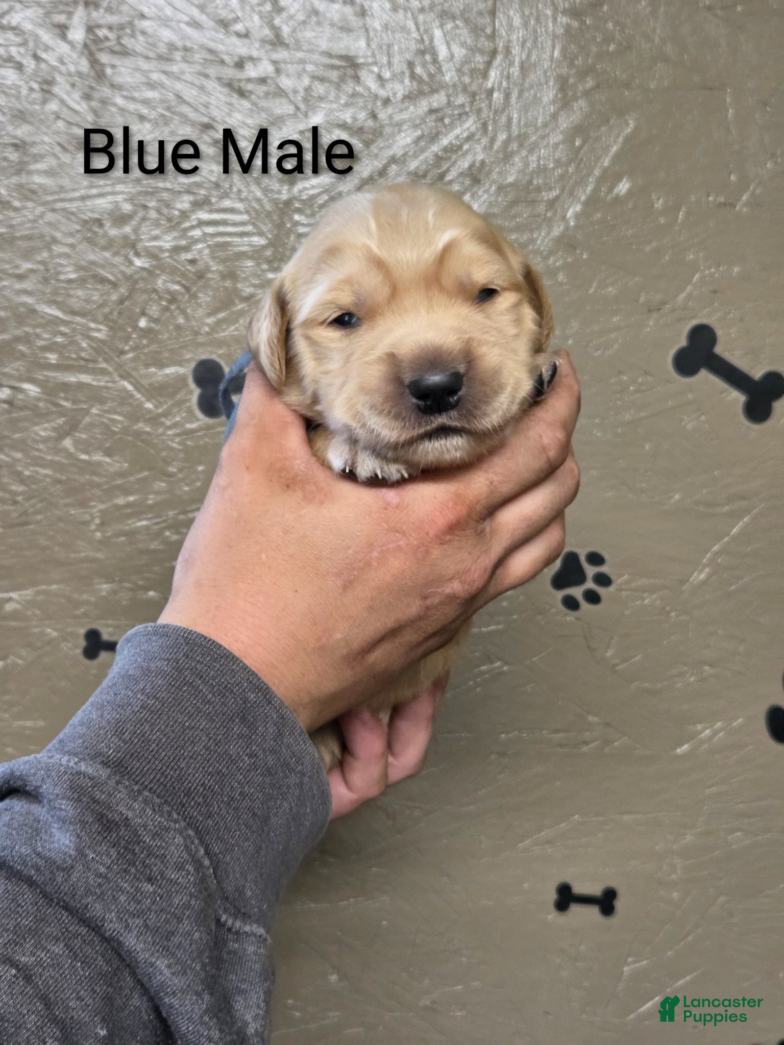 Golden Retriever dogs Sushi - Ad 1