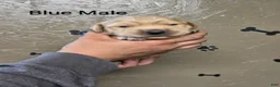 Golden Retriever dogs for sale: Sushi - Ad 1