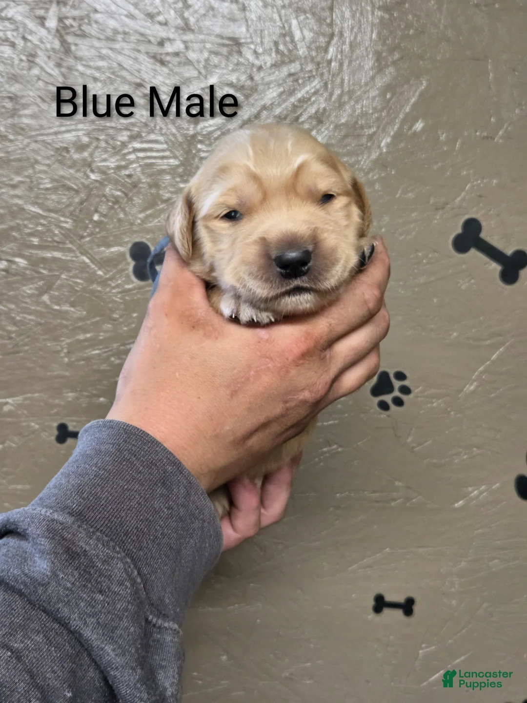 Golden Retriever dogs for sale: Sushi - Ad 1