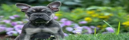 French Bulldog dogs for sale: Edison - Ad 7