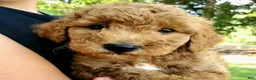 Mini Goldendoodle dogs for sale: Benny - Ad 9