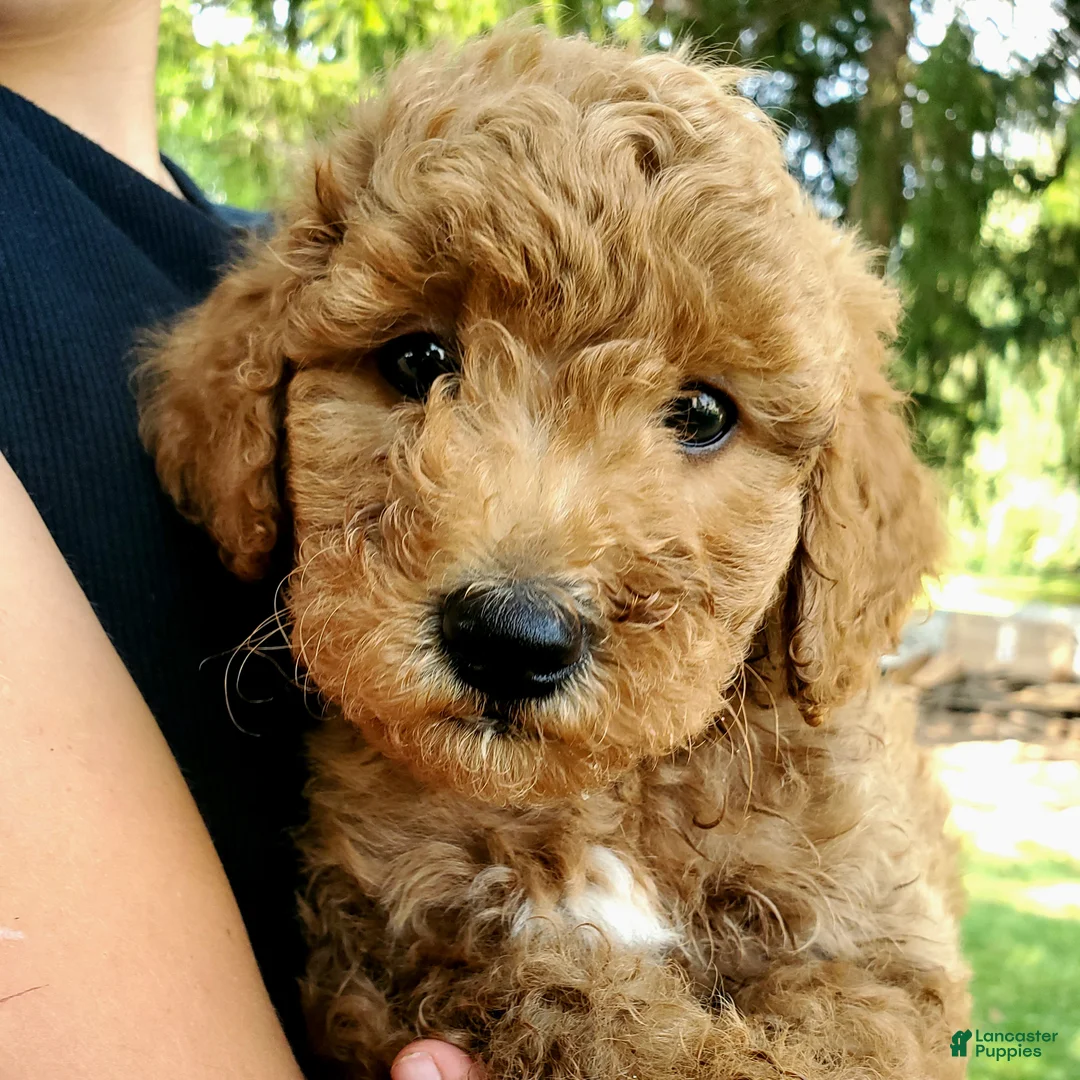 Mini Goldendoodle dogs for sale: Benny - Ad 9