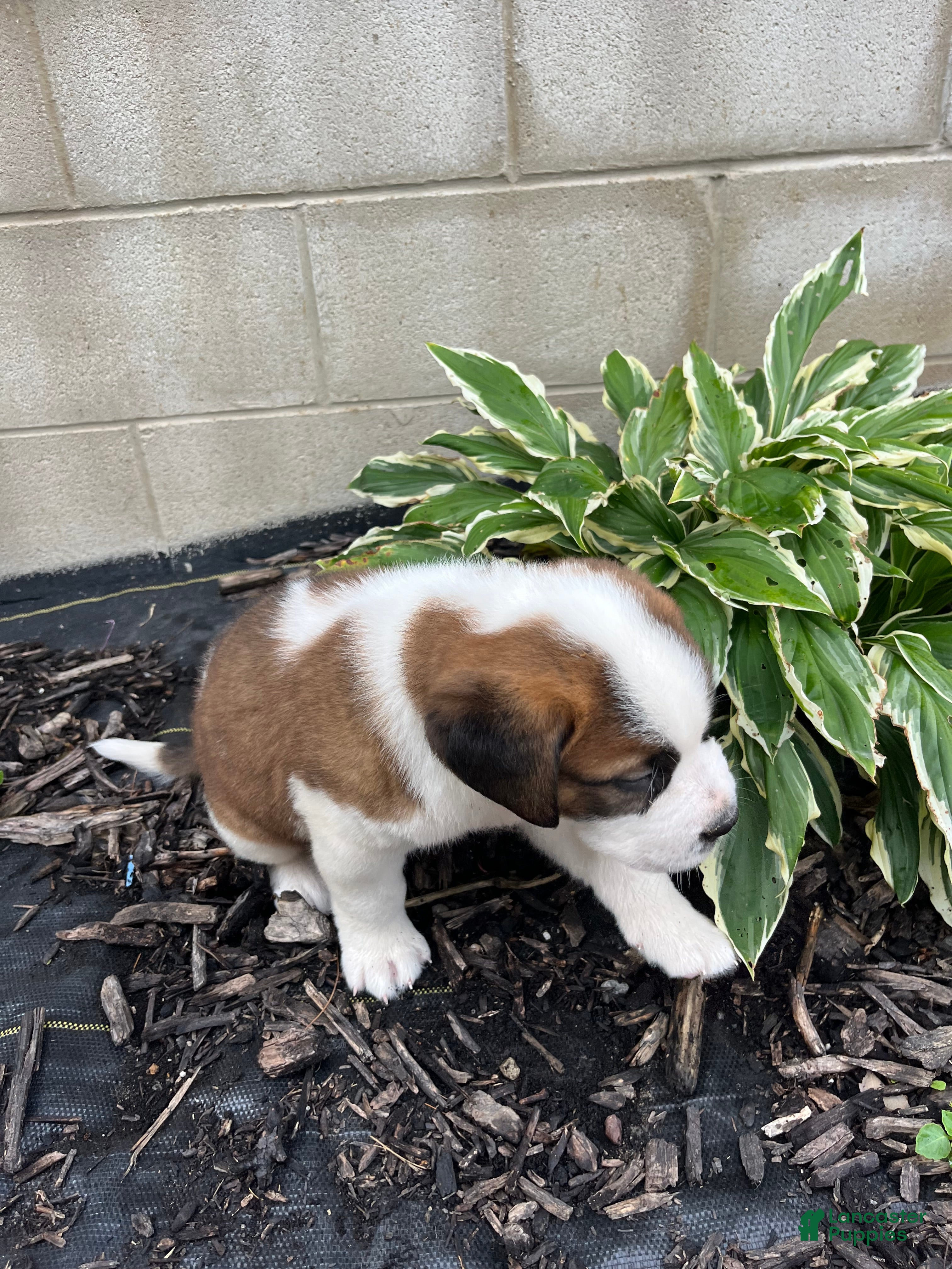 Saint Bernard dogs Saint Bernard 5 - Ad 1