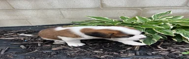Saint Bernard 5