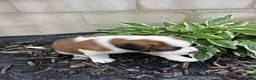 Saint Bernard dogs for sale: Saint Bernard 5 - Ad 1