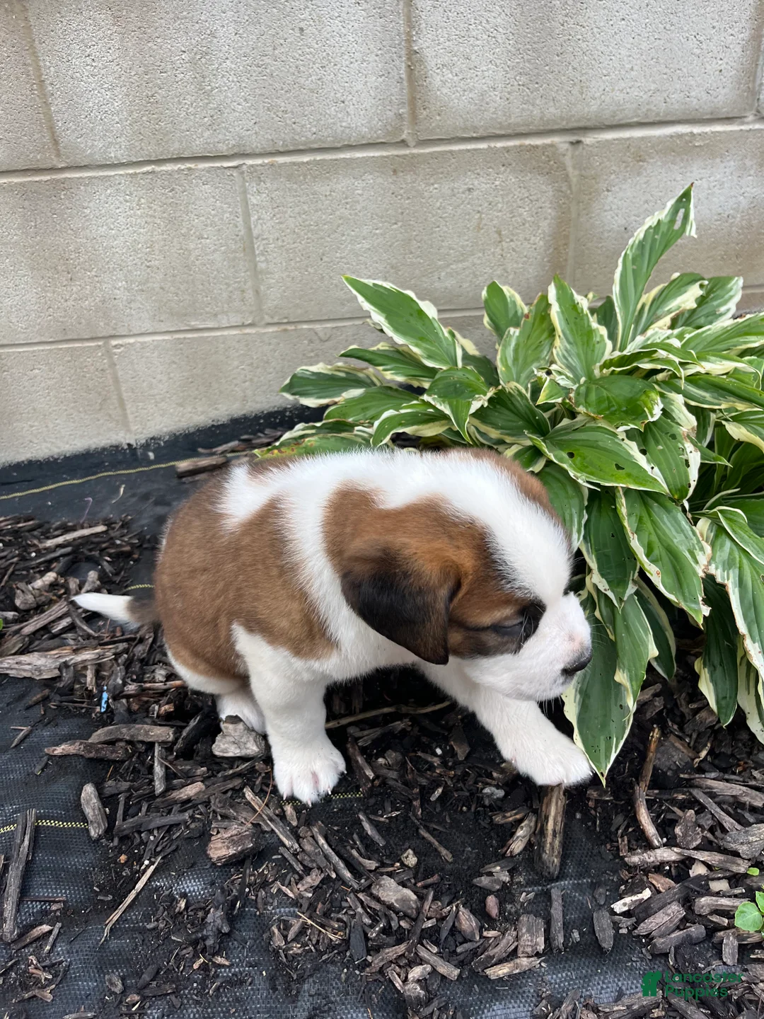 Saint Bernard dogs for sale: Saint Bernard 5 - Ad 1