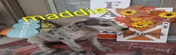 Great Dane dogs for sale: Maddie - Ad 2