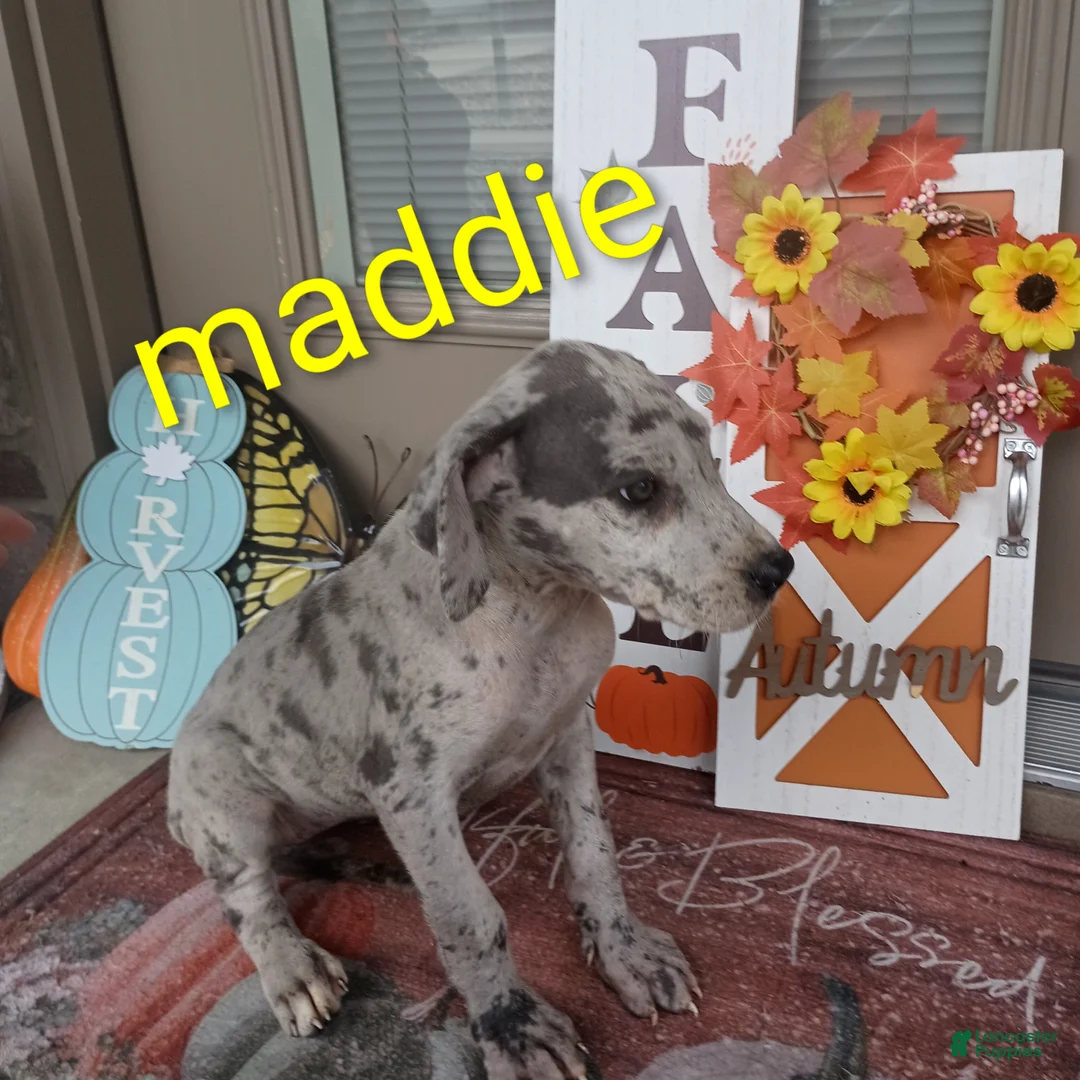 Great Dane dogs for sale: Maddie - Ad 2