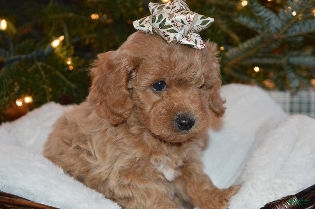 Cavapoo dogs for sale: Presents - Ad 3