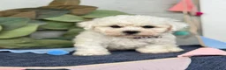 Bichon Frise dogs for sale: Emmy - Ad 11