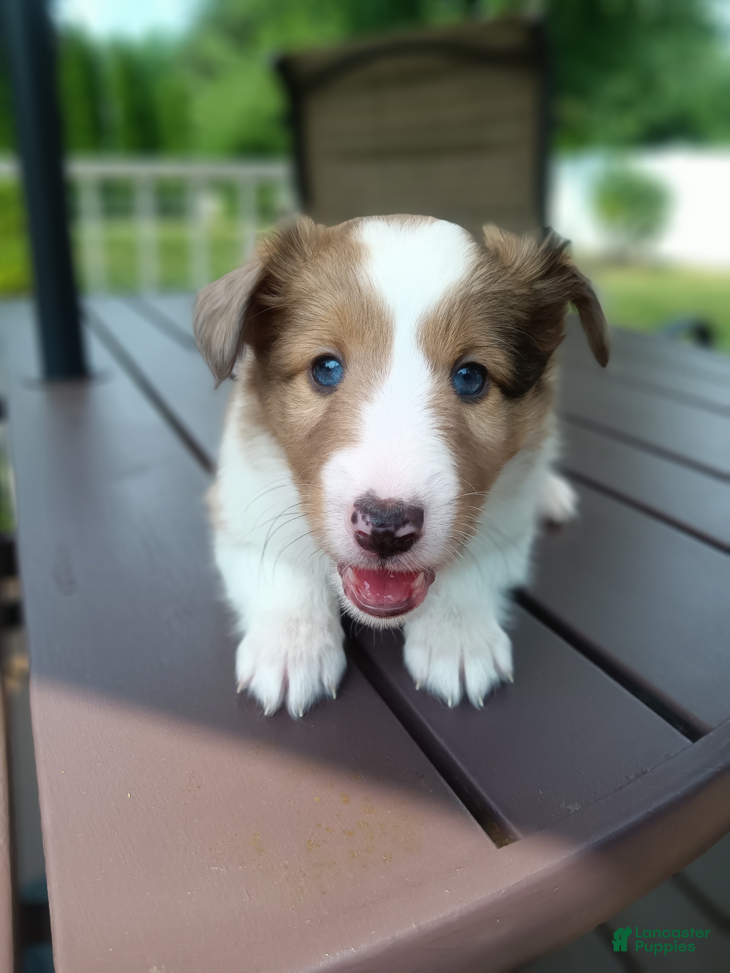 Shetland Sheepdog dogs Shetland Sheepdog 1 - Ad 1