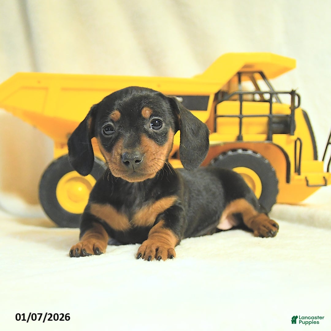 Miniature Dachshund dogs for sale: Destiny - Ad 3