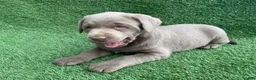 Labrador Retriever dogs for sale: Oliver  - Ad 6