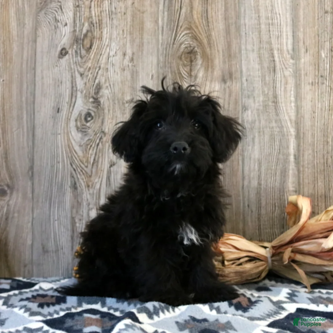 Yochon dogs for sale: Rosco - Ad 1
