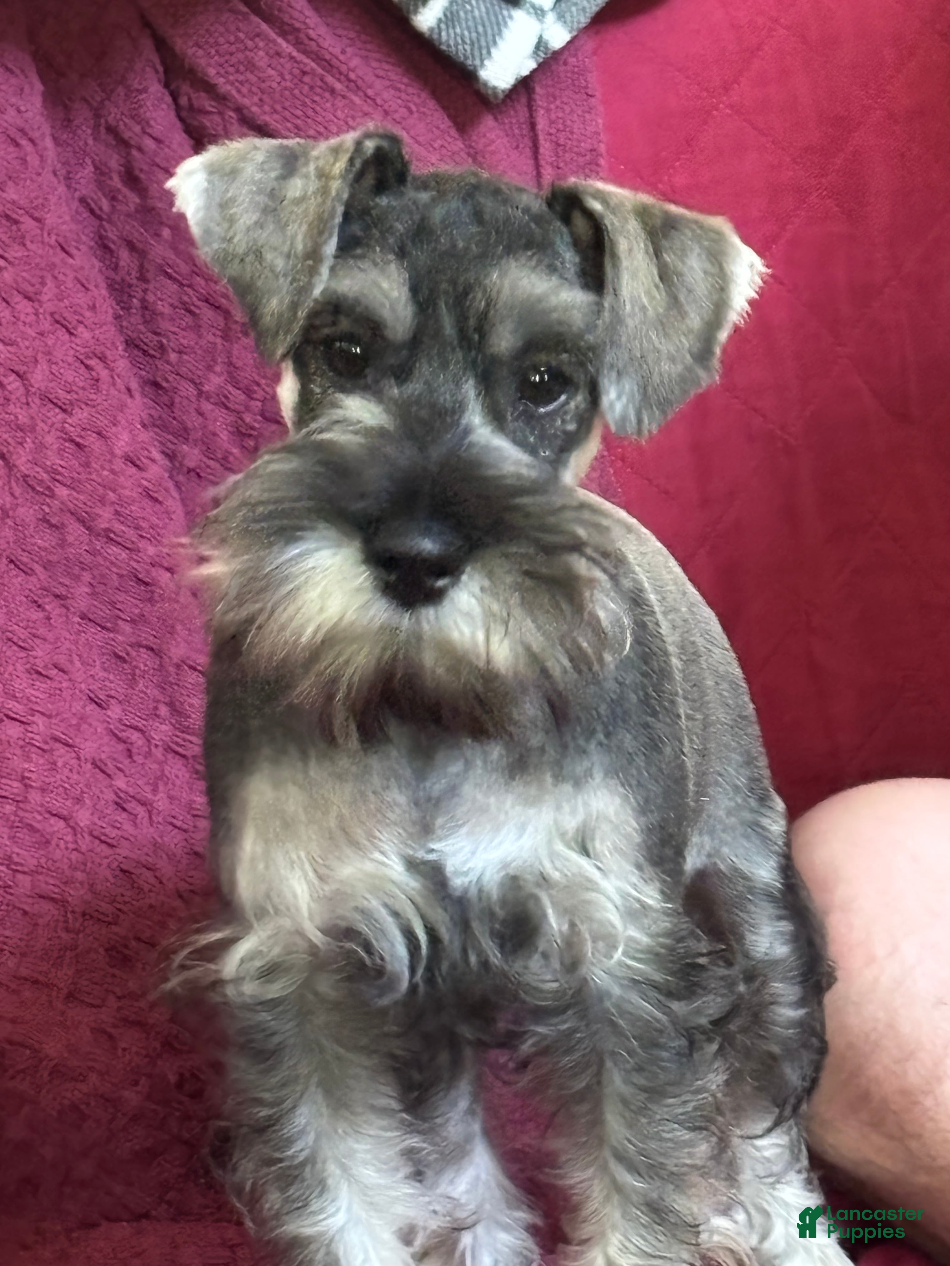 Miniature Schnauzer dogs Miniature Schnauzer 5 - Ad 31