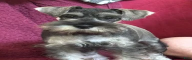 Miniature Schnauzer 5
