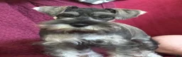 Miniature Schnauzer dogs for sale: Miniature Schnauzer 5 - Ad 1