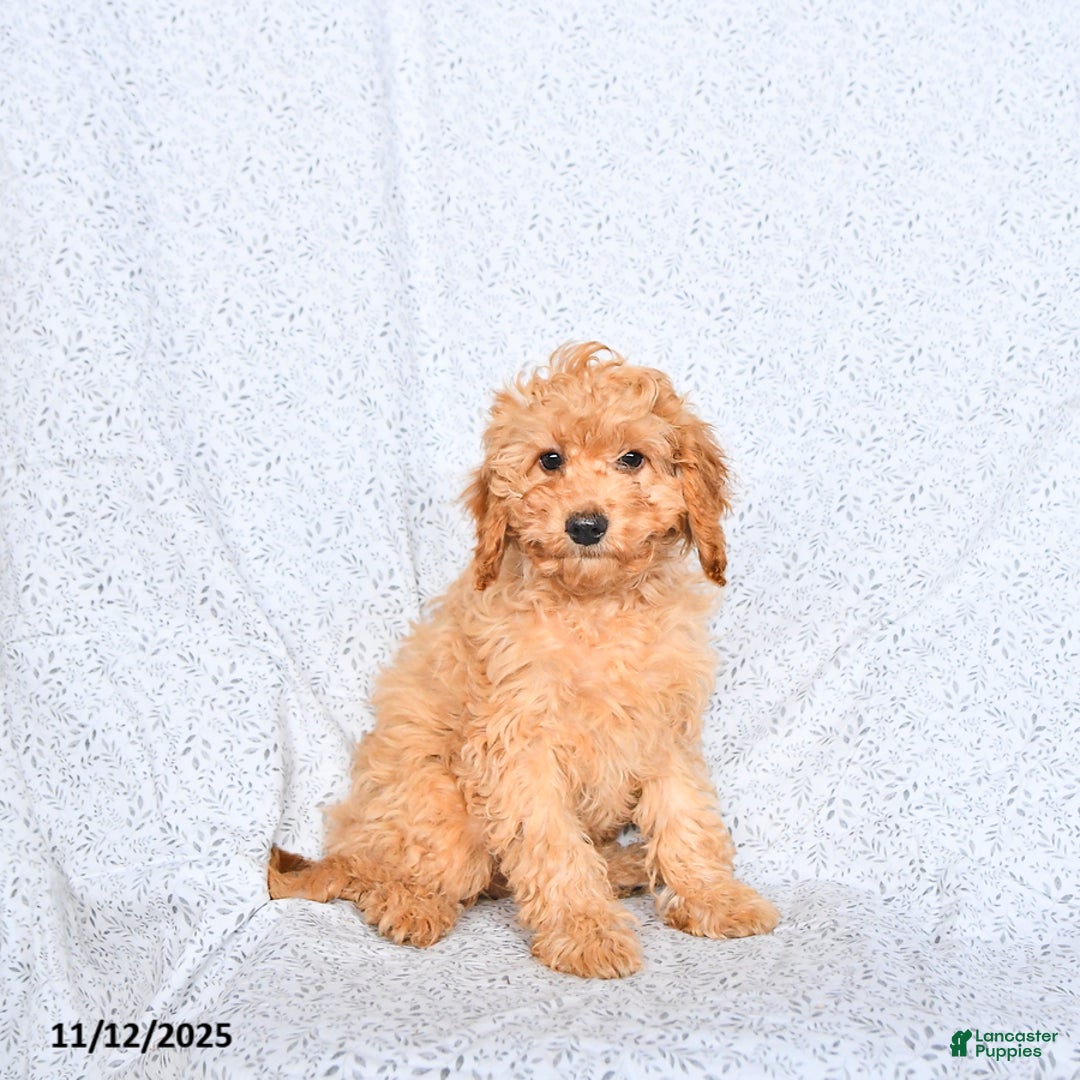 Cavapoo dogs for sale: Oakley - Ad 1