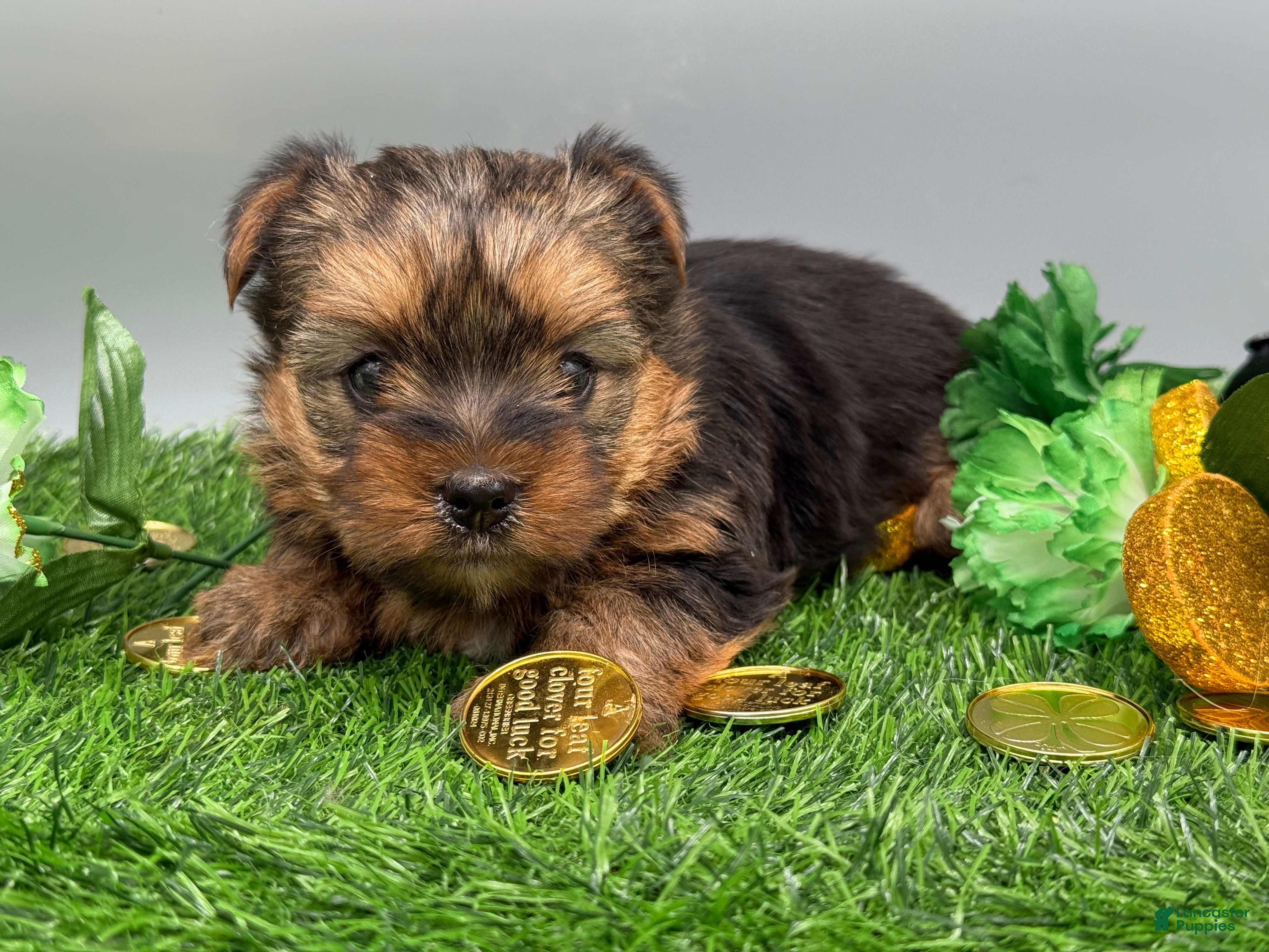 Yorkshire Terrier dogs Dawn - Ad 24