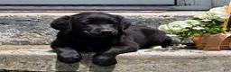Labradoodle dogs for sale: Inky - Ad 4