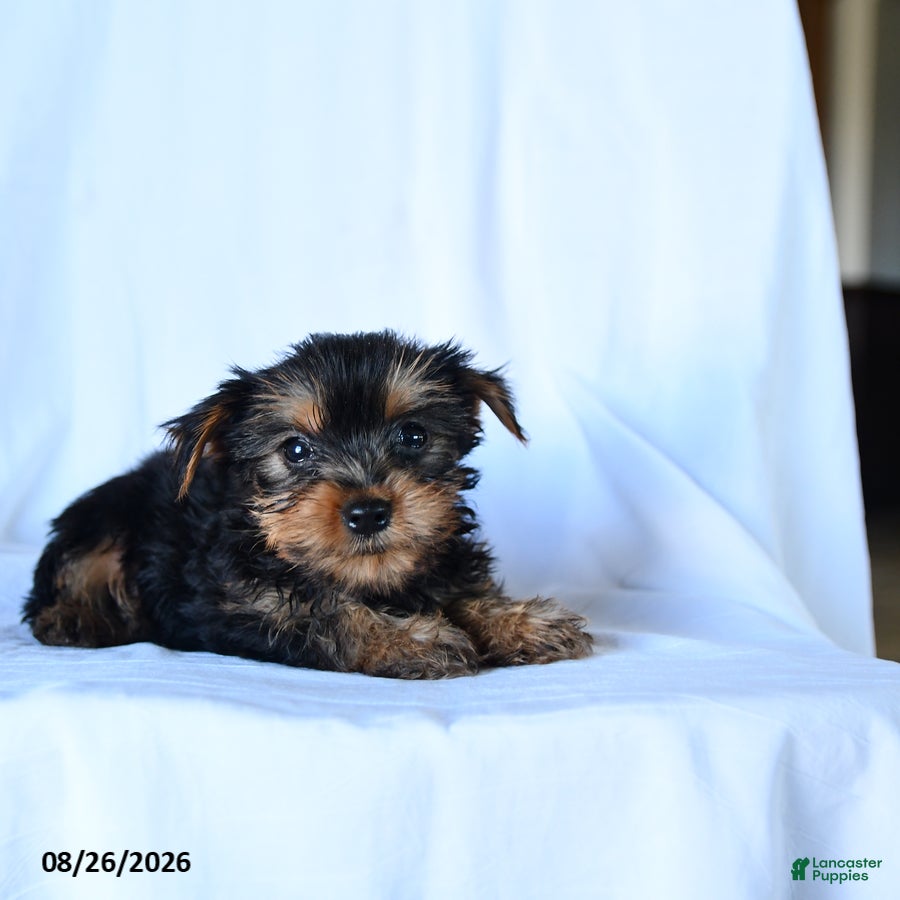 Yorkshire Terrier dogs Barklee - Ad 1