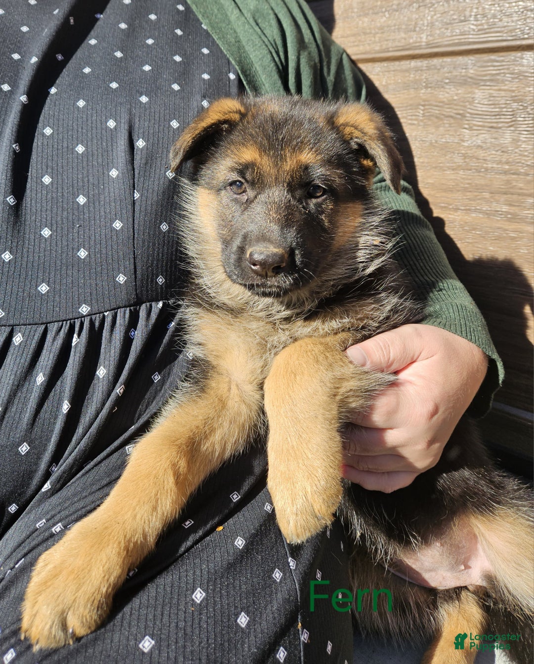 German Shepherd dogs for sale: German Shepherd Puppy 8 - Ad 6
