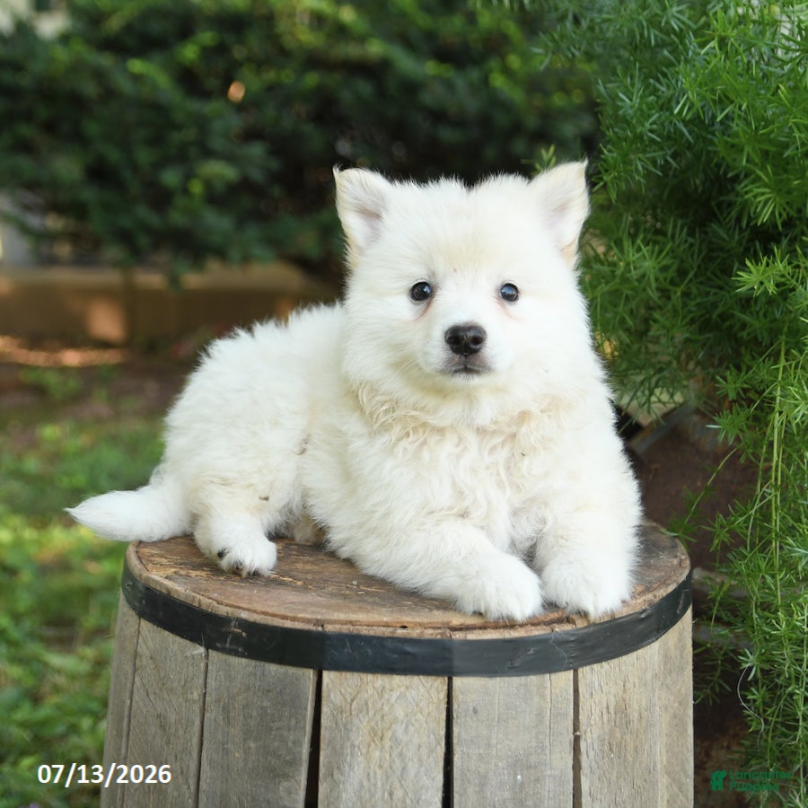American Eskimo dogs Freddie - Ad 2