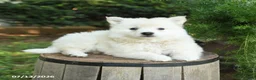 American Eskimo dogs for sale: Freddie - Ad 2