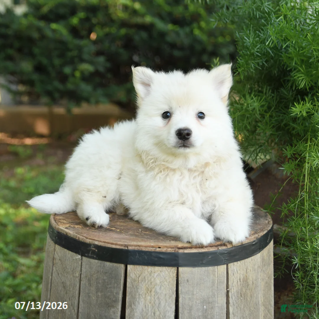 American Eskimo dogs for sale: Freddie - Ad 2