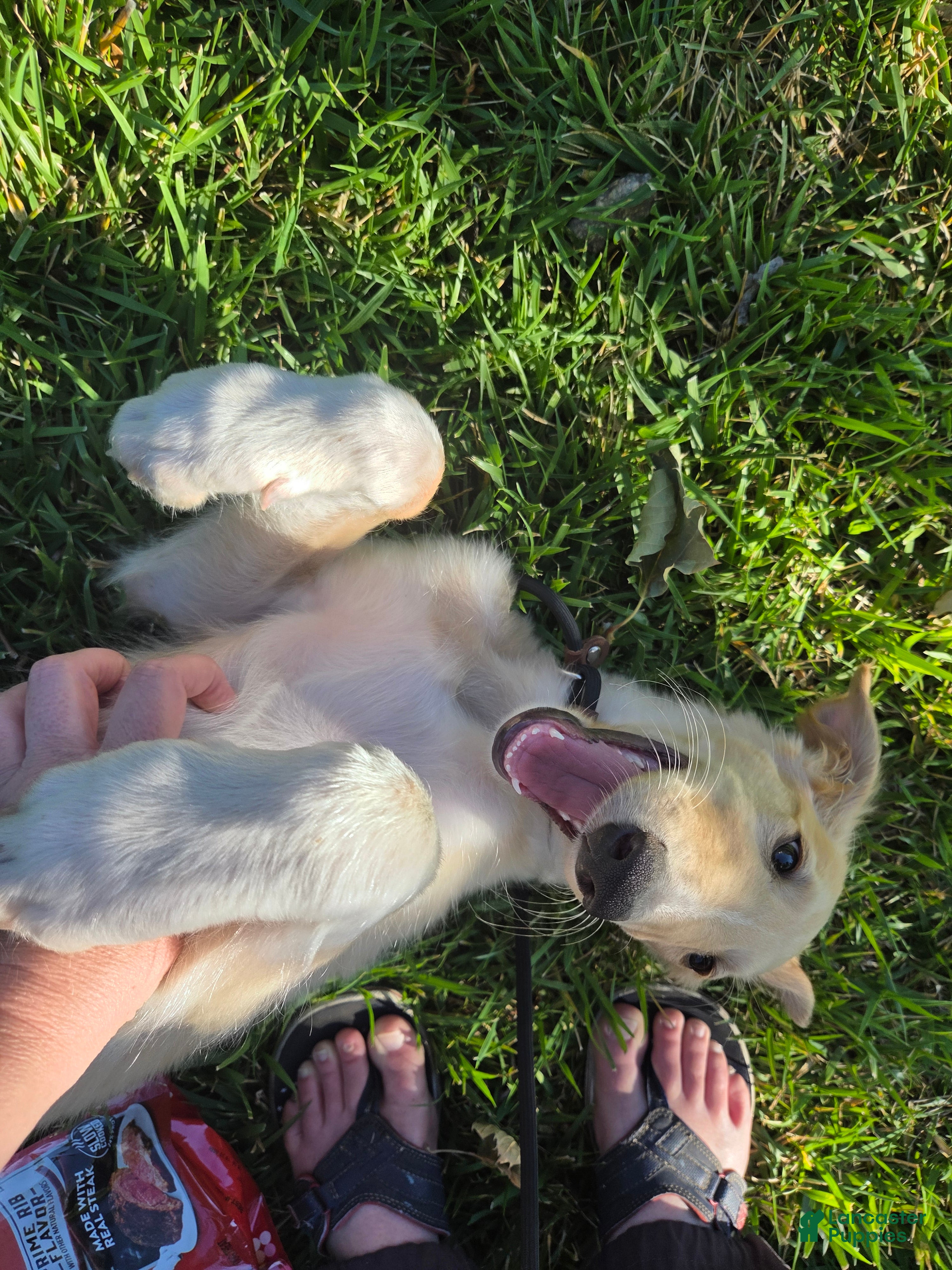 Borzoi dogs Gabriel-APRI-Pedigree - Ad 2