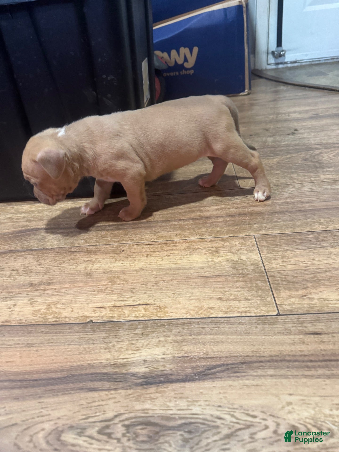 American Bully dogs American Bully 7 - Ad 2
