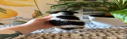 Wire Fox Terrier dogs for sale: Chief Bogo - Ad 6
