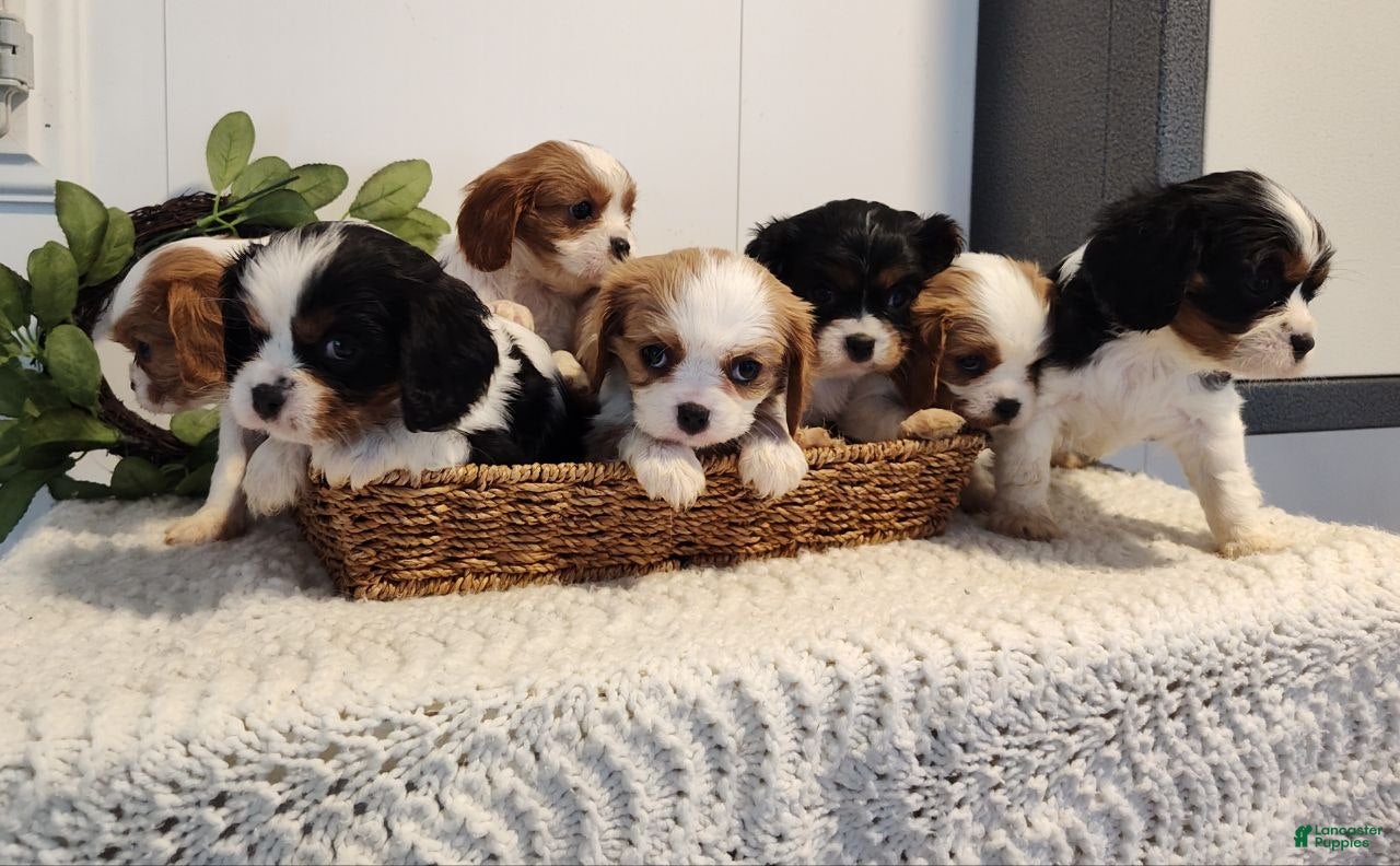 Cavalier King Charles Spaniel dogs Caitlin  - Ad 1