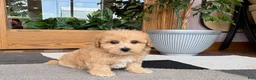 Maltipoo dogs for sale: Jordan - Ad 6