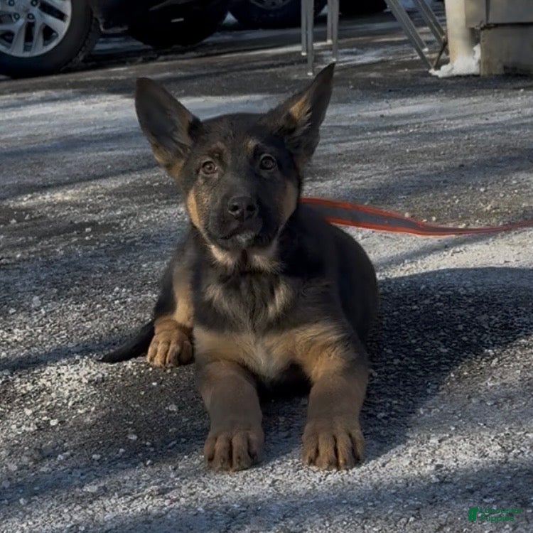 German Shepherd dogs SAMU - Ad 1