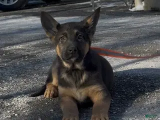 German Shepherd dogs SAMU - Ad 1