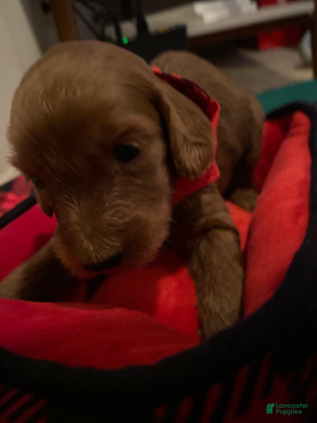 Mini Goldendoodle dogs for sale: Mini Goldendoodle Puppy 1 - Ad 4