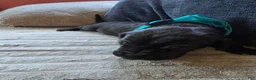 Mixed Breed dogs for sale: Blue - Ad 9