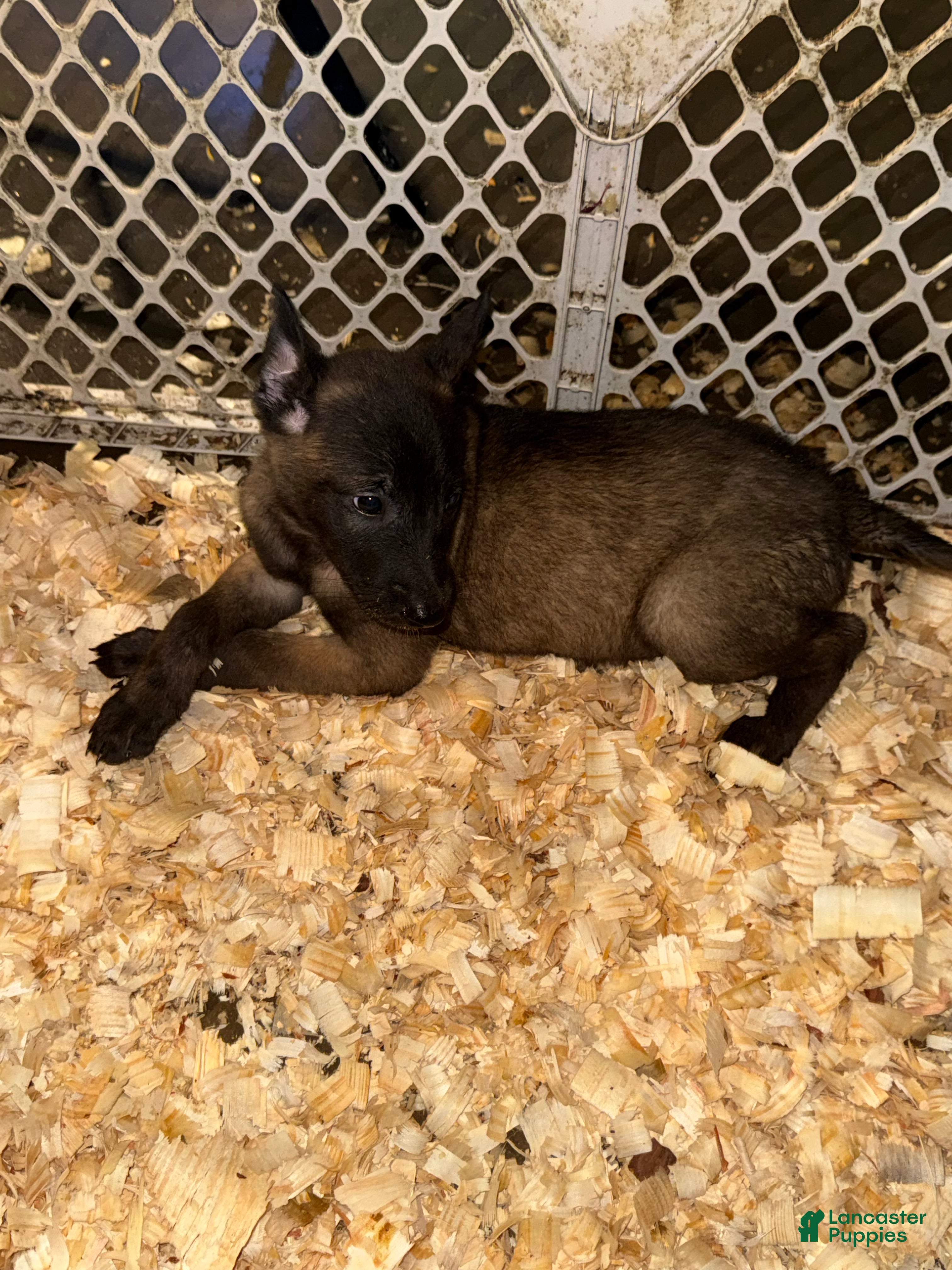 Belgian Malinois dogs Belgian Malinois Puppies  - Ad 1