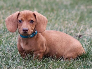 Dachshund dogs Harley - Ad 23