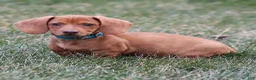 Dachshund dogs for sale: Harley - Ad 1