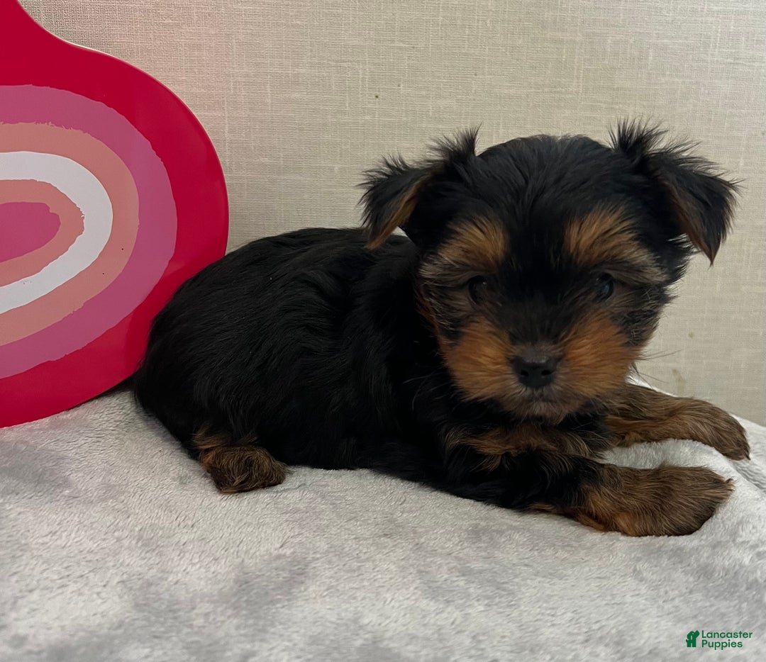 Yorkshire Terrier dogs for sale: Lance - Ad 4