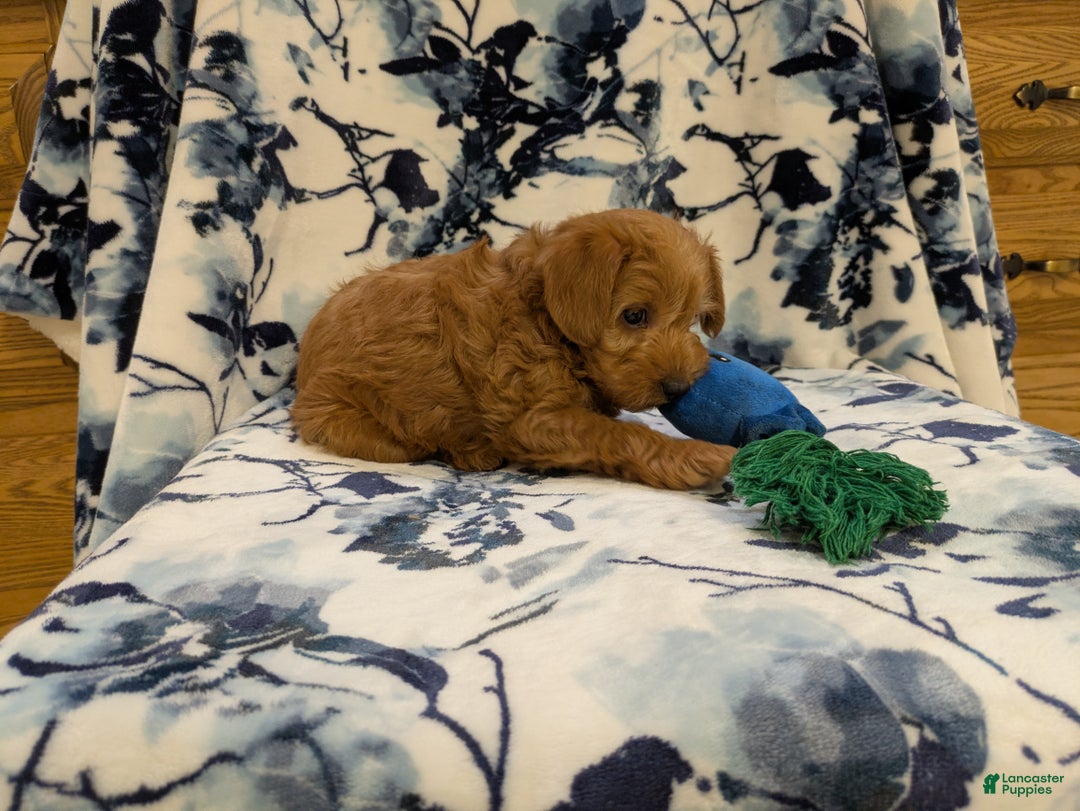 Jackapoo dogs for sale: Garnet - Ad 3