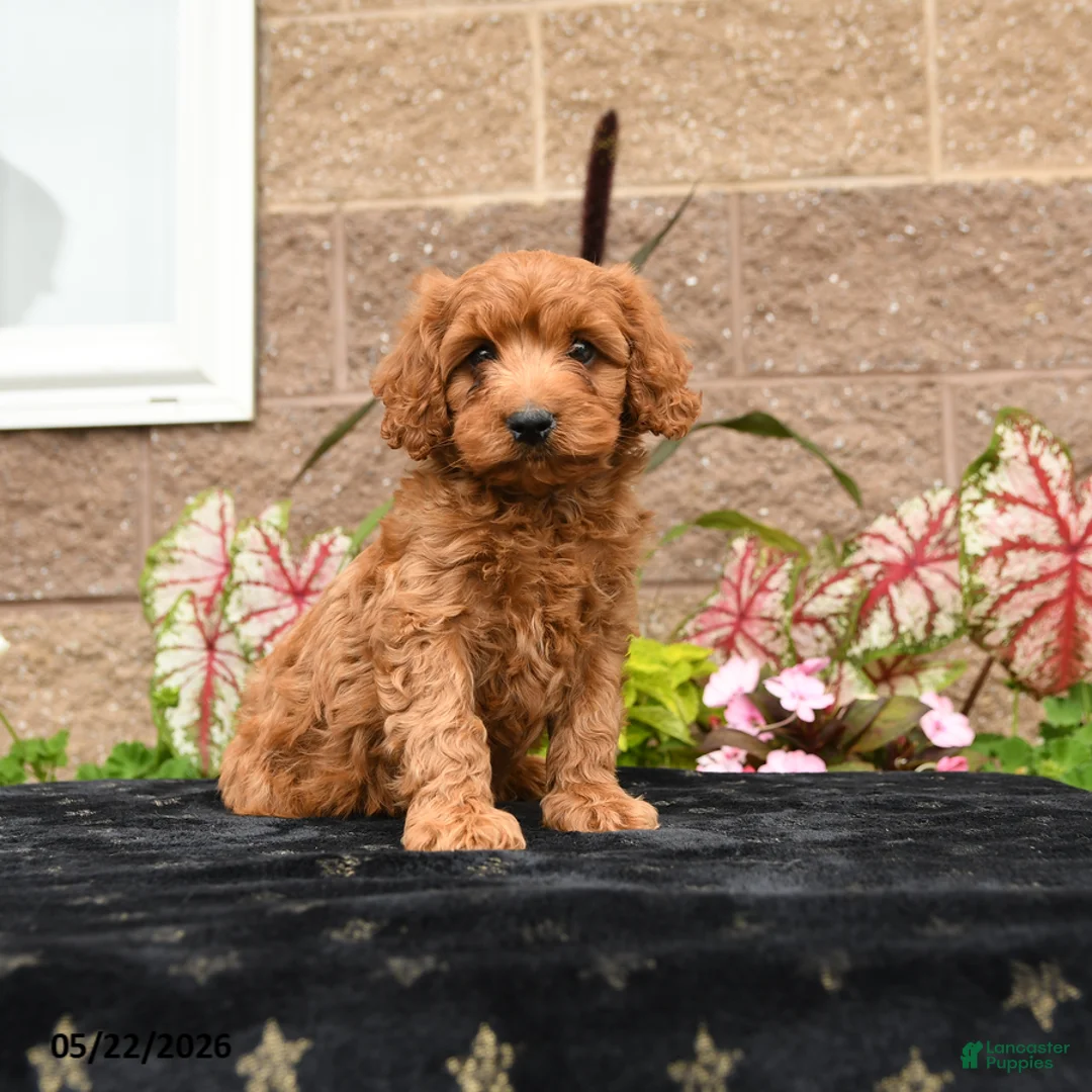 Cavapoo dogs for sale: Da Vinci - Ad 1