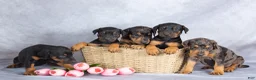 Mixed Breed dogs for sale: Reba - Ad 5